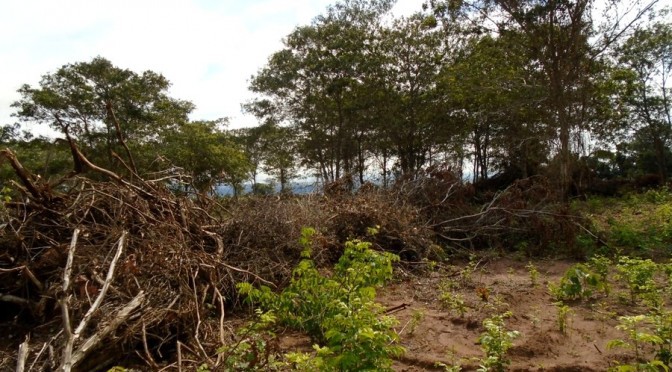 PMA autua fazendeiro de Cassilândia em R$ 6 mil por desmatamento ilegal  