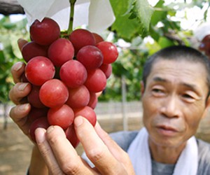 Não é brincadeira: Cacho de uvas é vendido no Japão por 36 mil reais