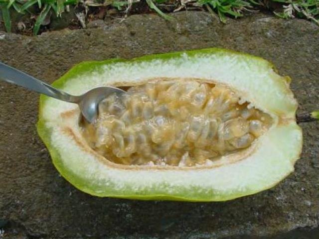 Maracujá Açu, chamado de 'gigante' tem gosto similar ao do melão e pode ser usado em mousses e sucos (Foto: Divulgação)