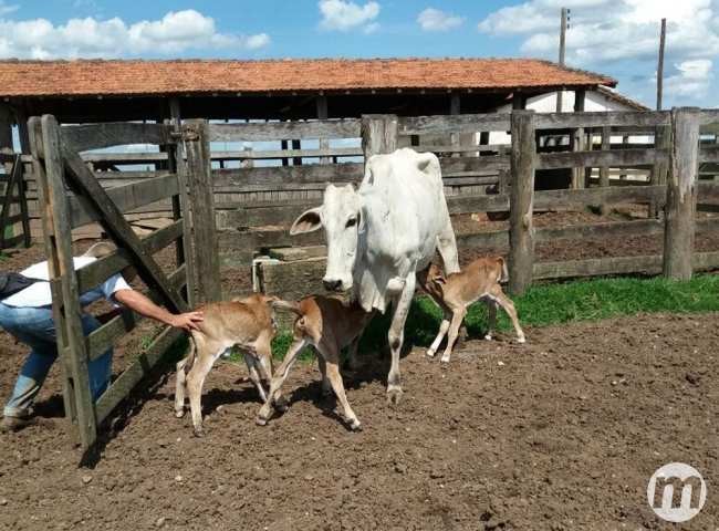 Vaca dá à luz três bezerros e surpreende criadores em fazenda; veja foto