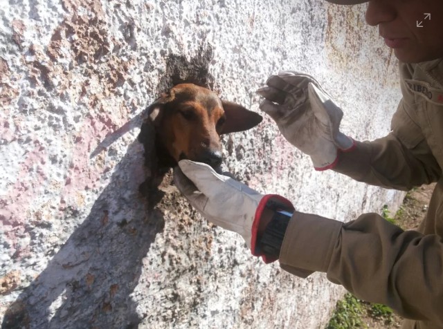 Bombeiros resgatam cachorro preso em muro (Foto: Corpo de Bombeiros/Divulgação)