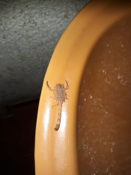 Esse é outro escorpião que encontrei em minha residência, reclama leitora.