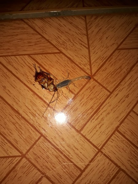 Olha o escorpião em minha casa, no bairro Moreninhas, diz leitora.