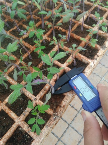 Fase inicial do projeto - Formação de mudas de tomate sob condições de estresse por salinidade.