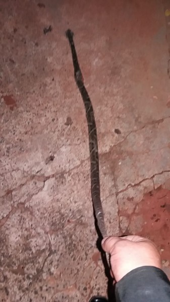 Leitor disse ter encontrado essa cobra na Avenida Juraci Lucas, na área do skate.