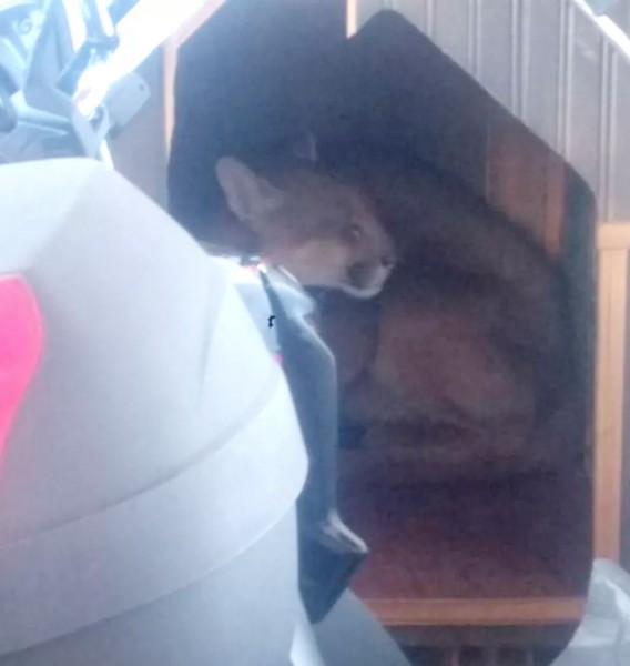 Onça-parda, um macho adulto, ficou escondida na garagem de uma casa no Bairro do Cedro — Foto: Cempas/Divulgação