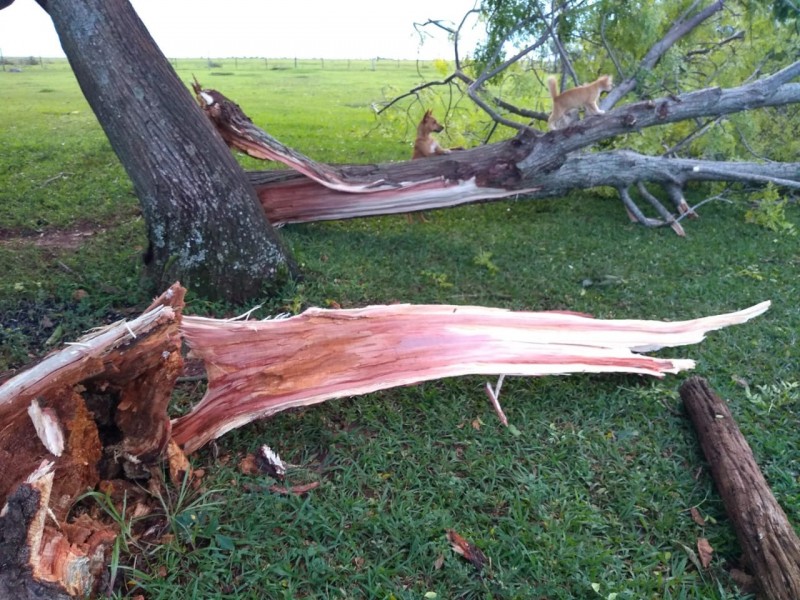 Fotogaleria: temporal de 5 minutos causa estragos na região da Árvore Grande