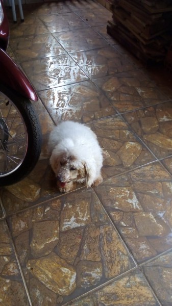 Leitora envia foto de cachorrinho que encontrou na Avenida Presidente Dutra. Caso seja seu entre em contato pelo fone 981228131