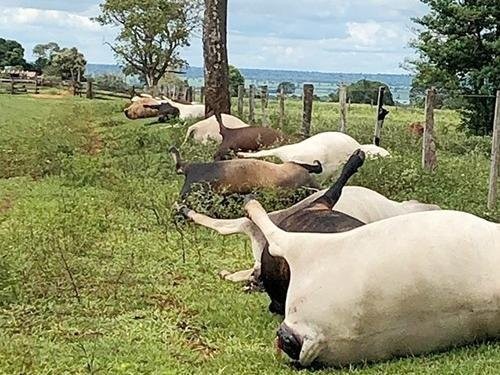 Fotogaleria - Raio atinge fazenda e mata 21 cabeças de gado