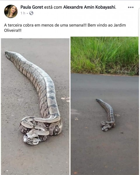 Fotogaleria: internautas postam fotos com cobras encontradas no Jardim Oliveira