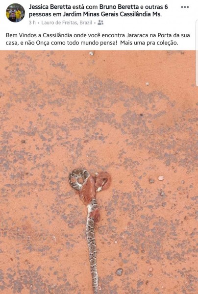 Fotogaleria: internautas postam fotos com cobras encontradas no Jardim Oliveira
