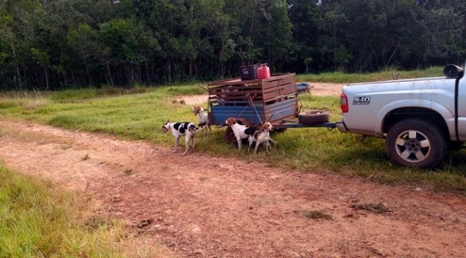 PMA prende cinco caçadores e apreende cães, lanças de caça e rádio comunicadores