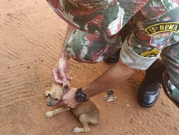 Militar segura um dos animais que foram resgatados. (Foto: PMA)