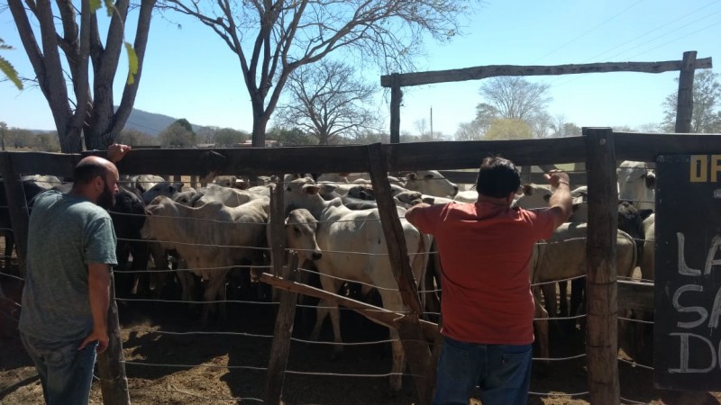 Garras prende em homem com 39 cabeças de gado sem origem