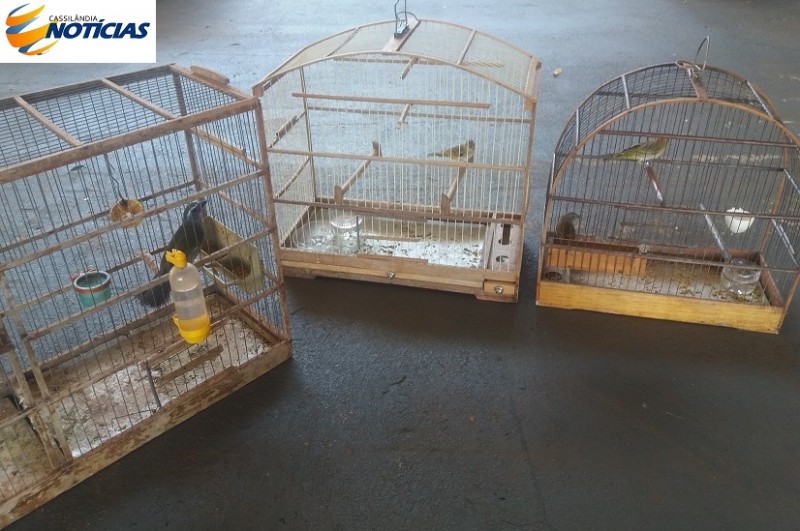 PMA autua infrator em R$ 2 mil por manter pássaros silvestres ilegalmente