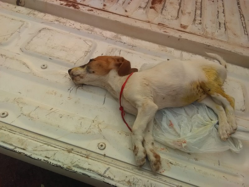 PMA autua infrator em R$ 3 mil por envenenar e matar filhote de cachorro 