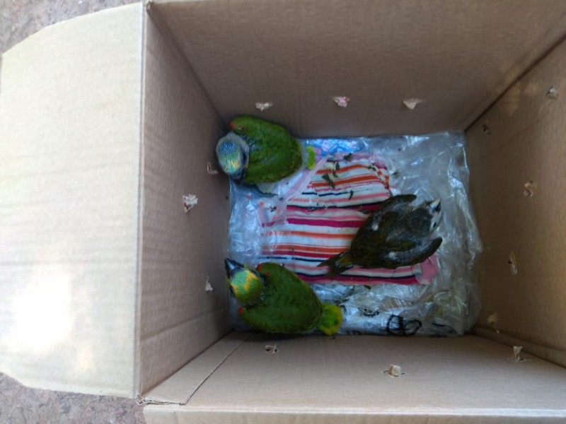PMA encaminhará ao CRAS três filhotes de papagaios que caíram do ninho