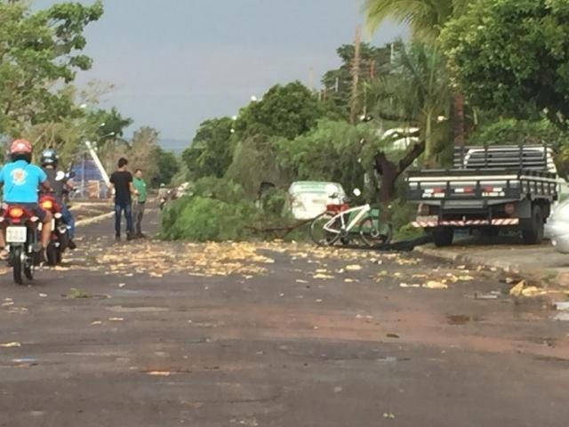 Árvores caíram em diversos pontos da cidade; prejuízos estão sendo calculados (Foto: Paulo Rogério) - Campo Grande News