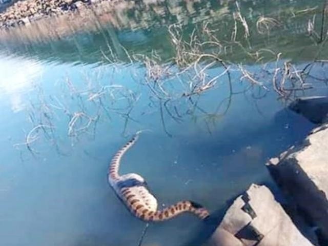 Segundo banhistas que estavam no local, a cobra engoliu uma capivara (Foto: Costa Leste News)