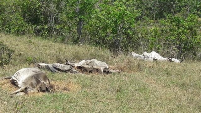 Animais mortos em fazenda de Terenos e suspeita é de maus-tratos (Foto: Divulgação/PMA)