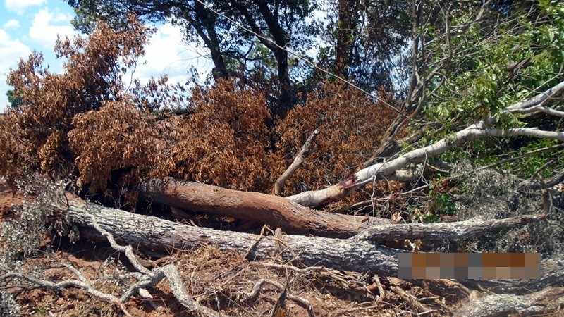 PMA autua mato-grossense em R$ 13,5 mil por derrubada ilegal de árvores