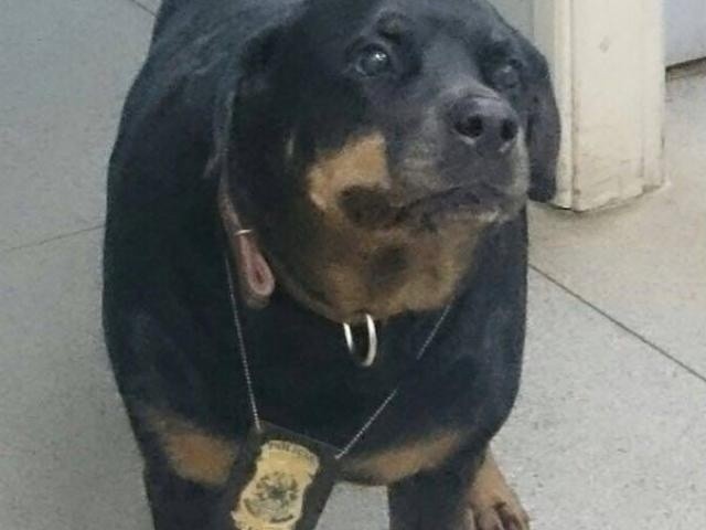 Victor, o rottweiler policial que já deixou saudades. (Foto: Arquivo Pessoal)