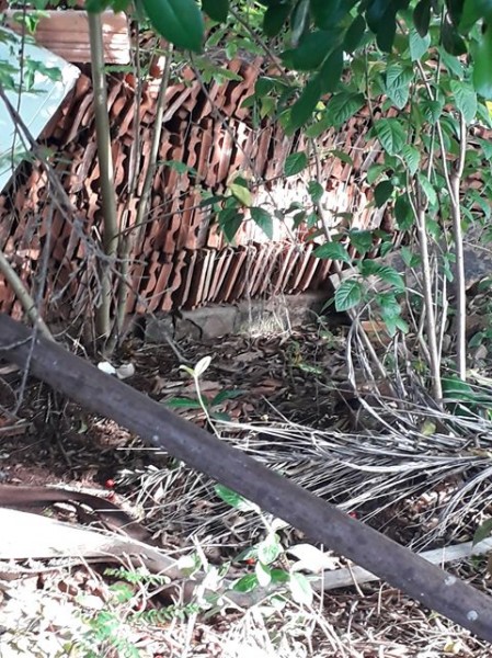 Fotogaleria - Dengue: leitor reclama de imóvel fechado ao lado de sua casa