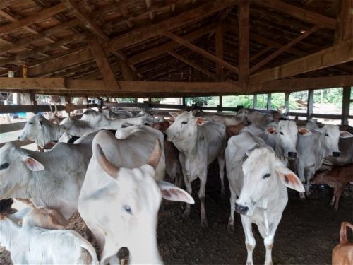 Polícias Civil de Cassilândia e GO prendem quadrilha que furtava gado na região
