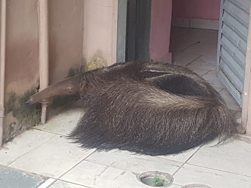 Fotogaleria: PMA captura tamanduá-bandeira dentro de residência