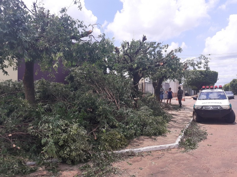 Foto: PMA Polícia autua professora por danificar árvores em logradouro público