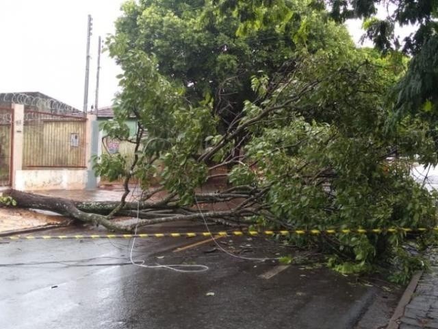 Árvore caiu na manhã deste sábado na Rua Thomas Edson. (Foto: Guilherme Correia)