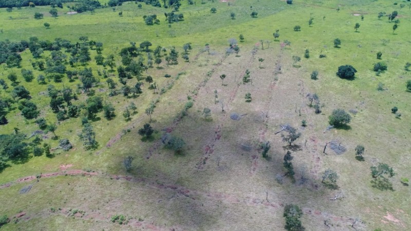 Fotogaleria: PMA autua paulista em R$ 10 mil por desmatamento ilegal