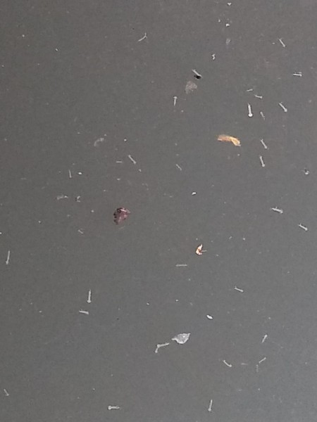 Fotogaleria: leitor envia foto de imóvel com larvas de mosquito da dengue