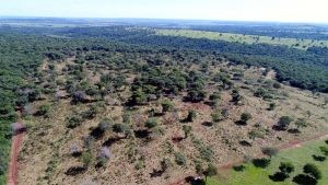 Imagem de drone da área desmatada (PMA)