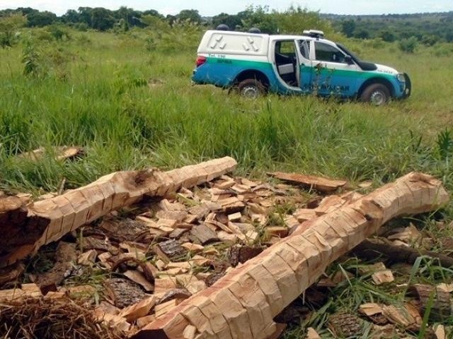 Polícia militar encontrou 33 troncos de árvore no local. (Foto: Divulgação/PMA)