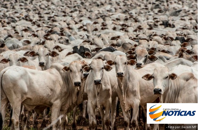 Mais de 400 mil cabeças de gado estão livres de vacinação contra a aftosa