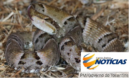 PM faz alerta sobre acidentes e óbitos relacionados a serpentes no Tocantins