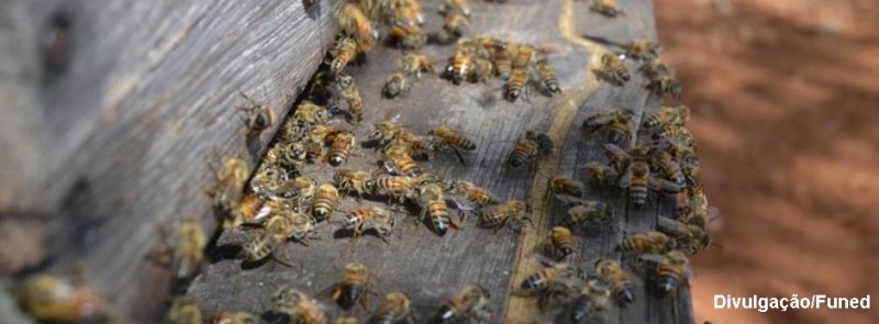Pesquisas mostram importância ecológica das abelhas