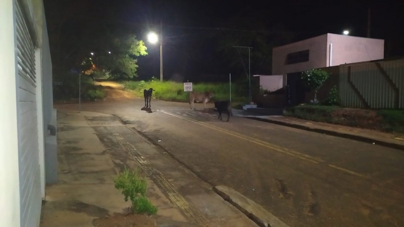 Leitor faz reclamação de gado no Jardim Minas Gerais e manda foto