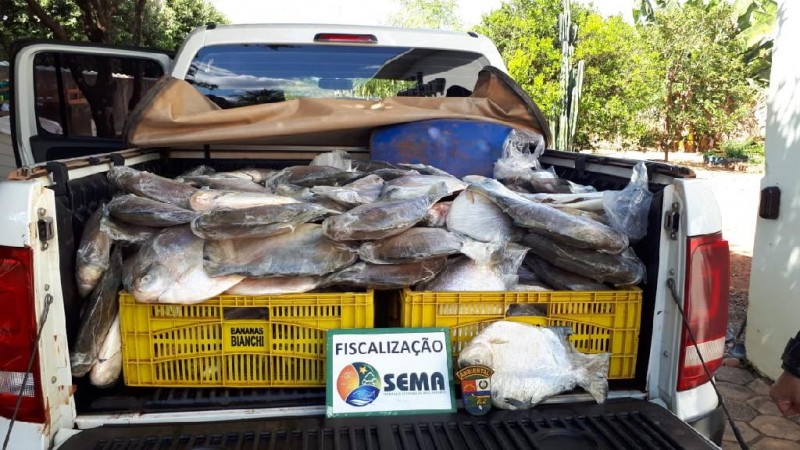 Apreensão do pescado Sinop - Foto por: Sema/MT