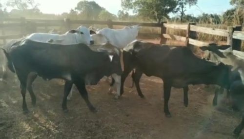 Polícia Civil recupera dez cabeças de gado na zona rural de Porangatu, Goiás