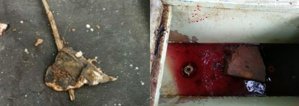 À esquerda, pedaço e couro de jacaré e, à direita, a pia com sangue do jacaré, segundo a Polícia Militar Ambiental.