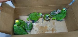 PMA e Ibama deflagram operação Bocaiúva contra o tráfico de papagaios