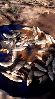 Cerca de 40 quilos de peixe morreram (foto: PMA)