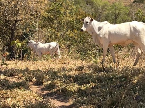 Abigeato: Polícia Civil recupera gado furtado em Uruaçu
