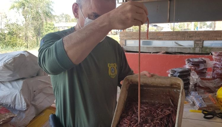 Entenda: ‘minhoca gigante’ faz pescador levar multa de R$ 95 mil em MS