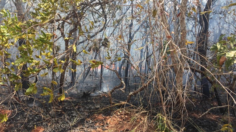 Fogo não respeita acero e queima mais de 160 hectares de apenas uma fazenda