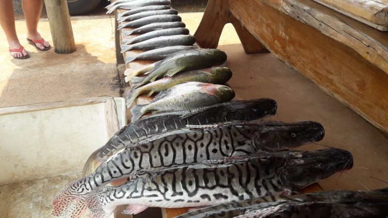 PMA prende e autua paulista por transporte de pescado ilegal e apreende