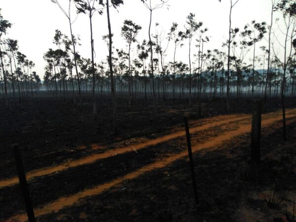 Área de Mogno que teve a vegetação rasteira queimada. Foto: Bombeiros/MS