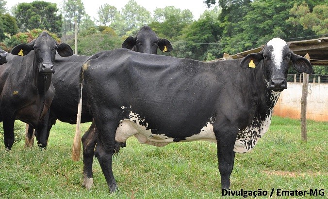 Rebanho bovino cresce em 2019, influenciado pelo cenário externo